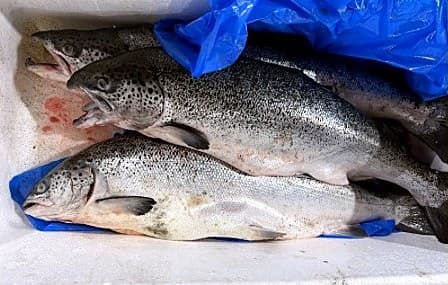 Salmão