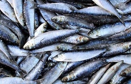 Sardinha